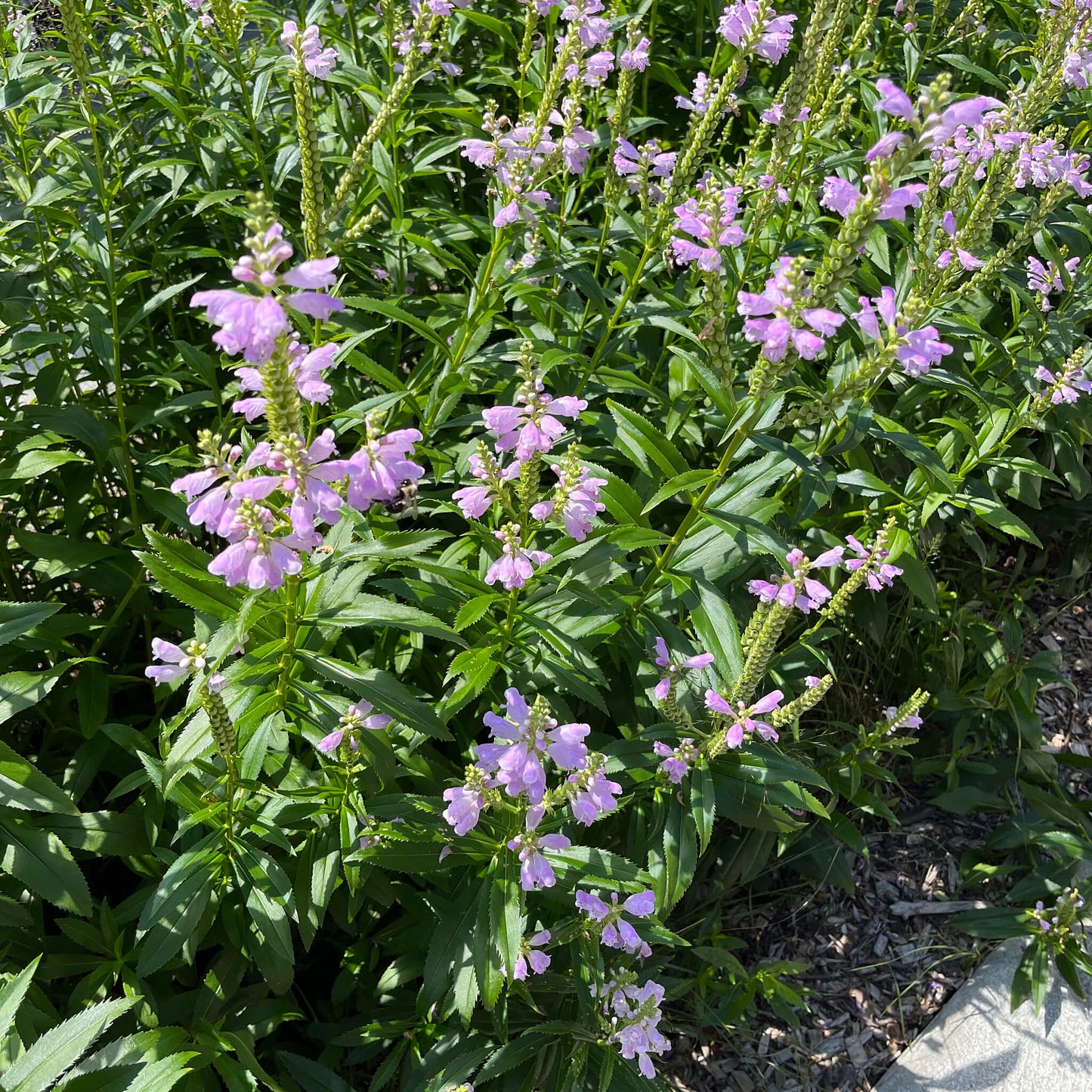 Semences - Physostégie de Virginie Akène, culture forestière