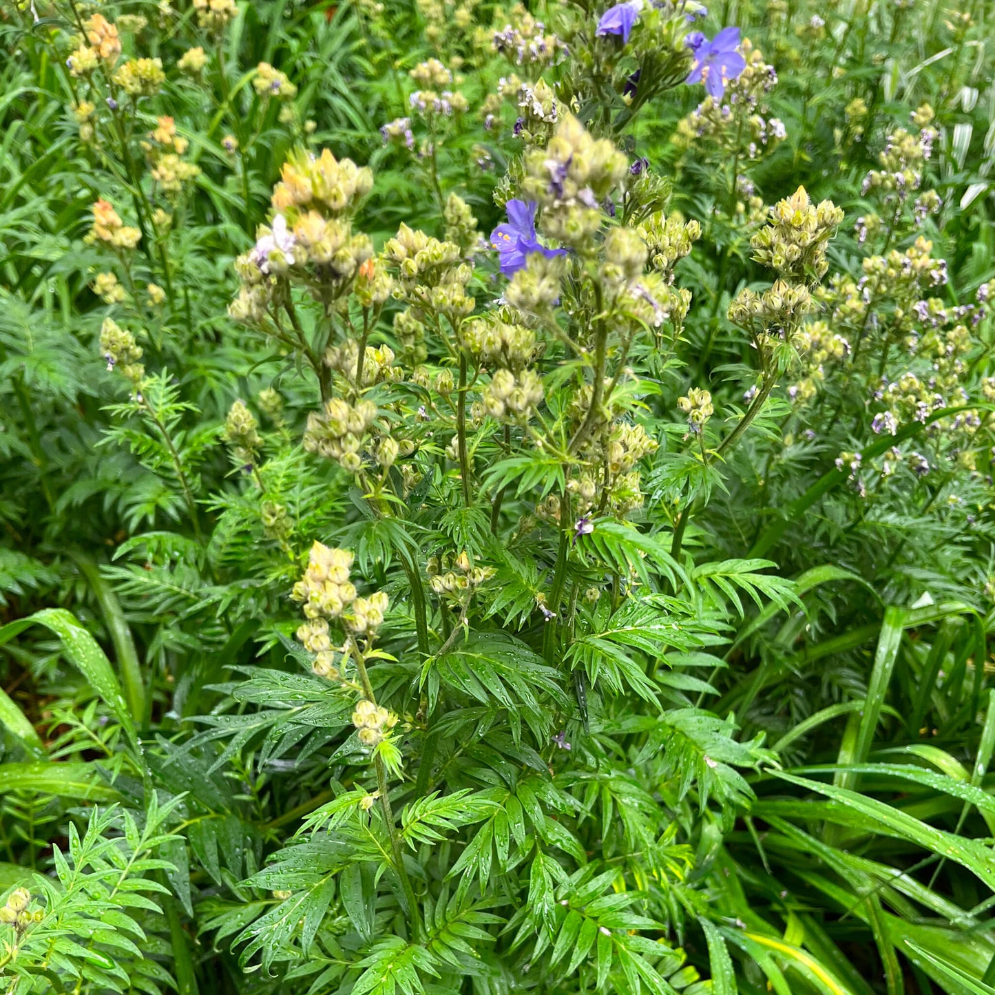 Semences Akene - Polémoine rampante Akène, culture forestière