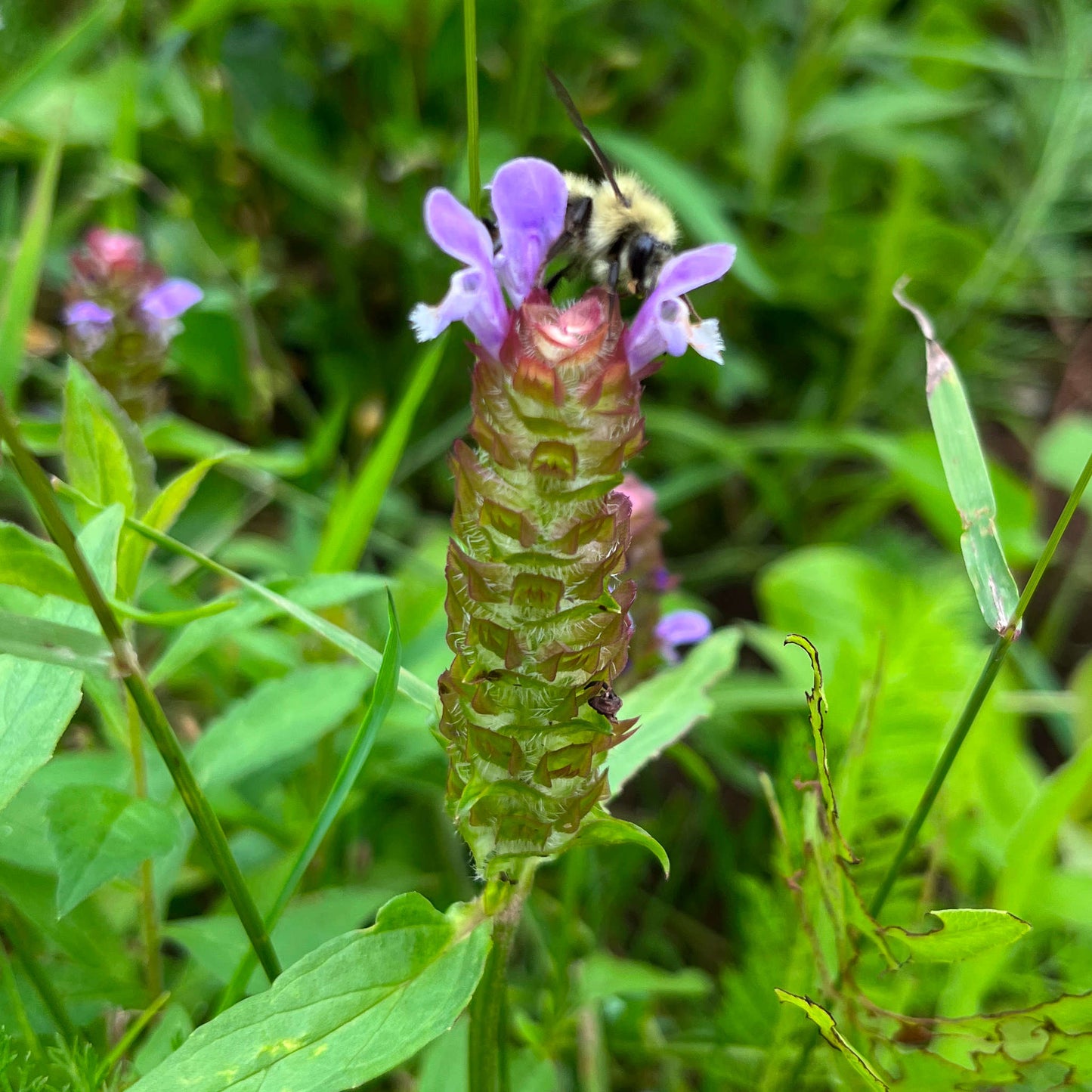 Semences - Brunelle commune Akène, culture forestière