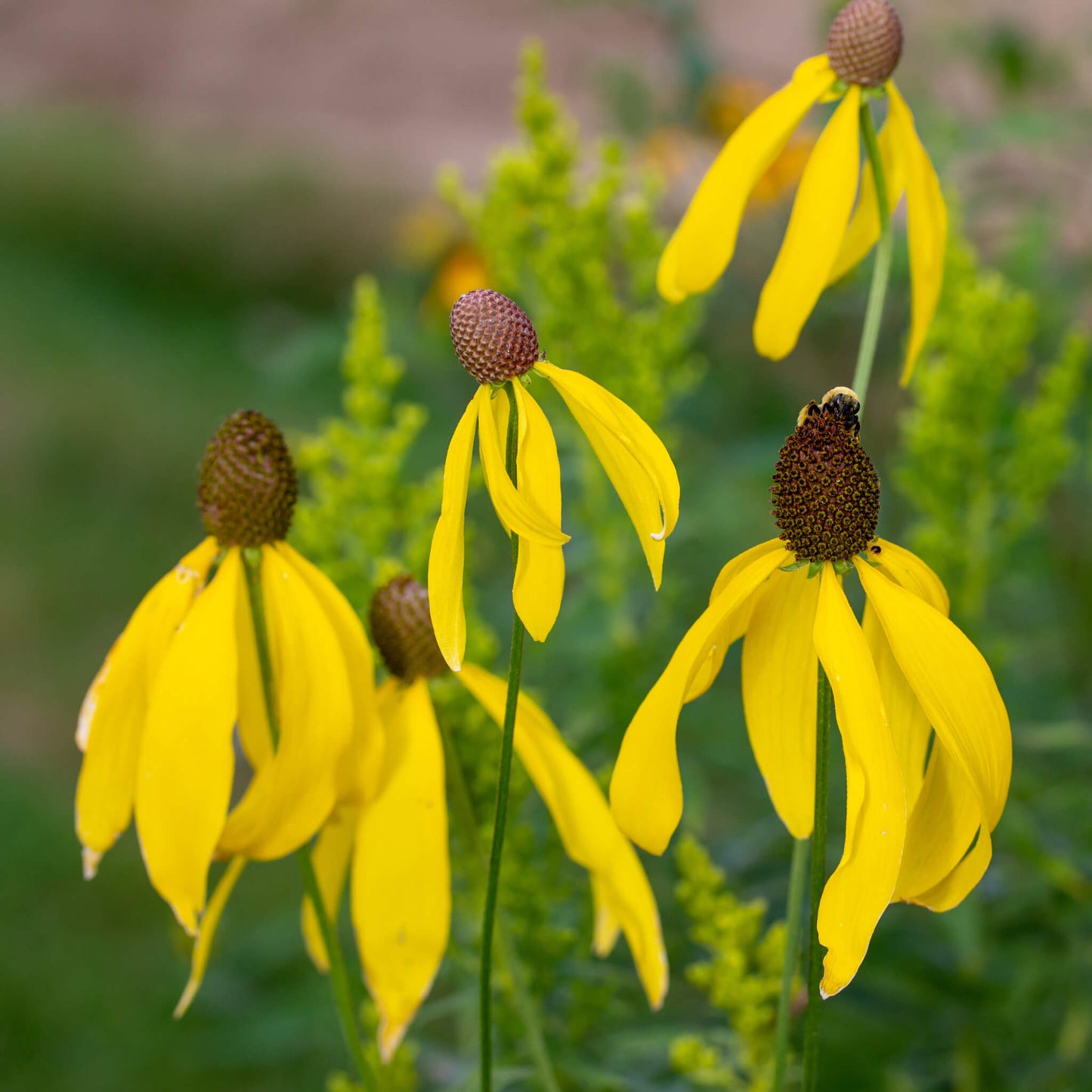 Semences Akene - Ratibida à feuilles pennées Akène, culture forestière