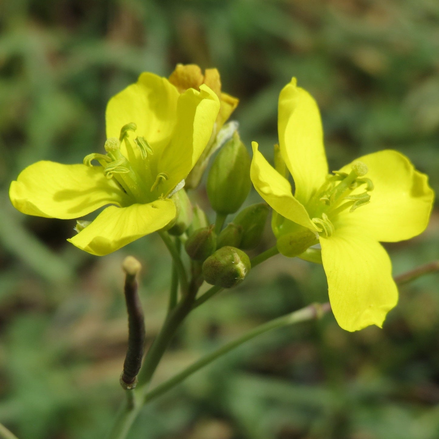 Semences - Roquette sauvage Akène, culture forestière