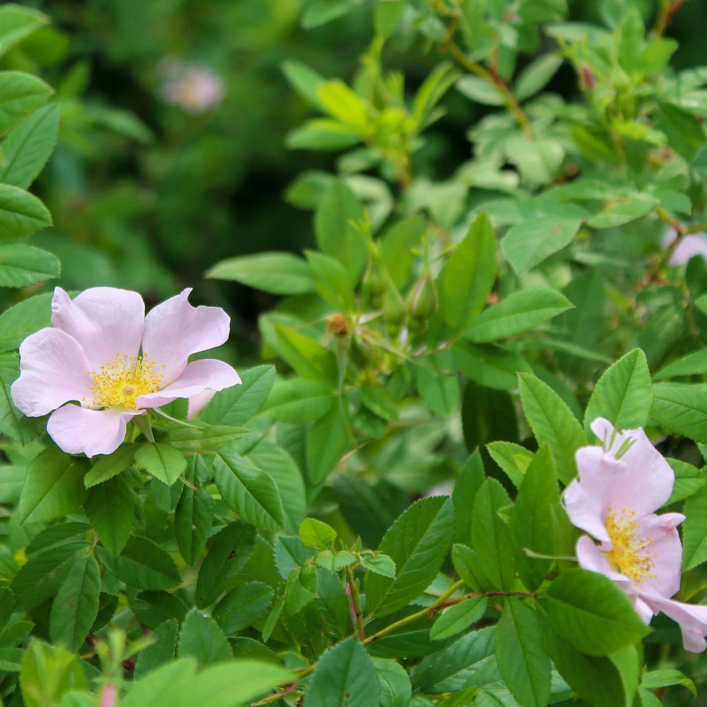 Semences - Rosier palustre Akène, culture forestière