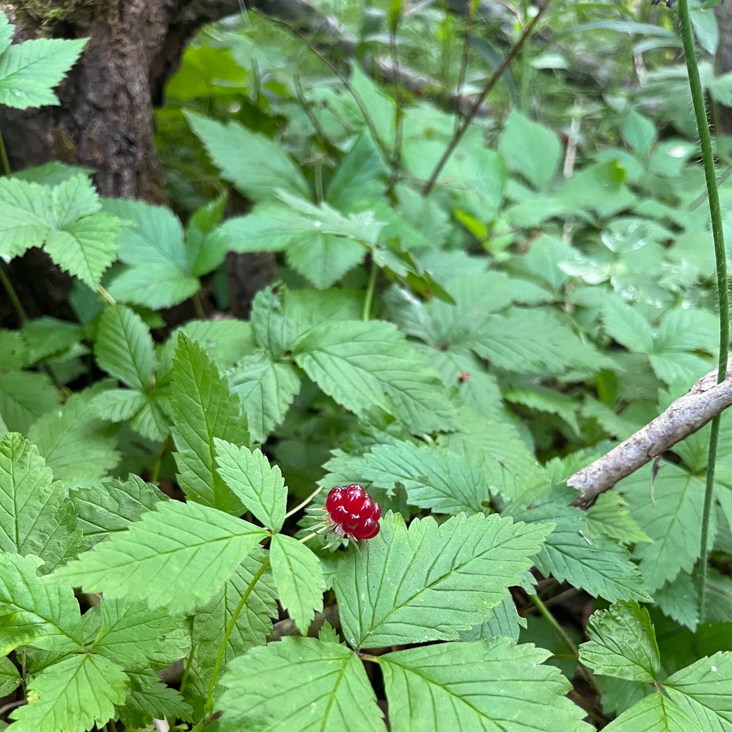Semences - Ronce pubescente Akène, culture forestière
