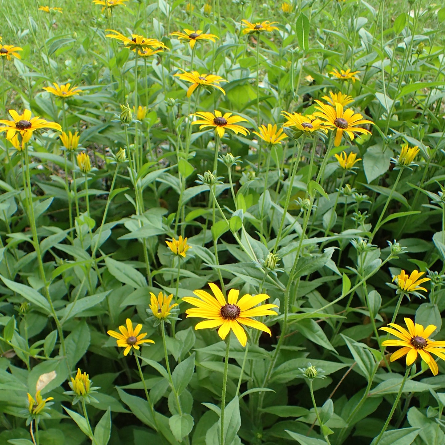 Semences - Rudbeckie hérissée Akène, culture forestière