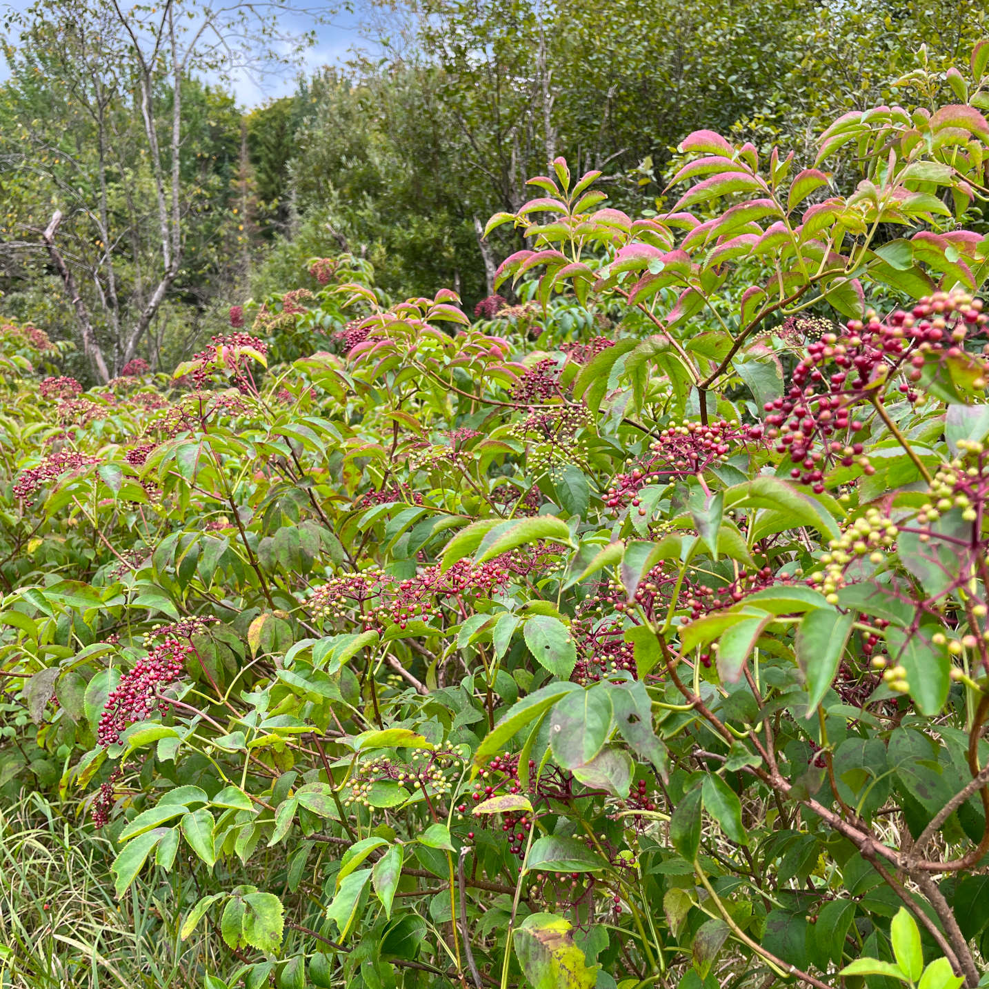 Semences - Sureau blanc Akène, culture forestière