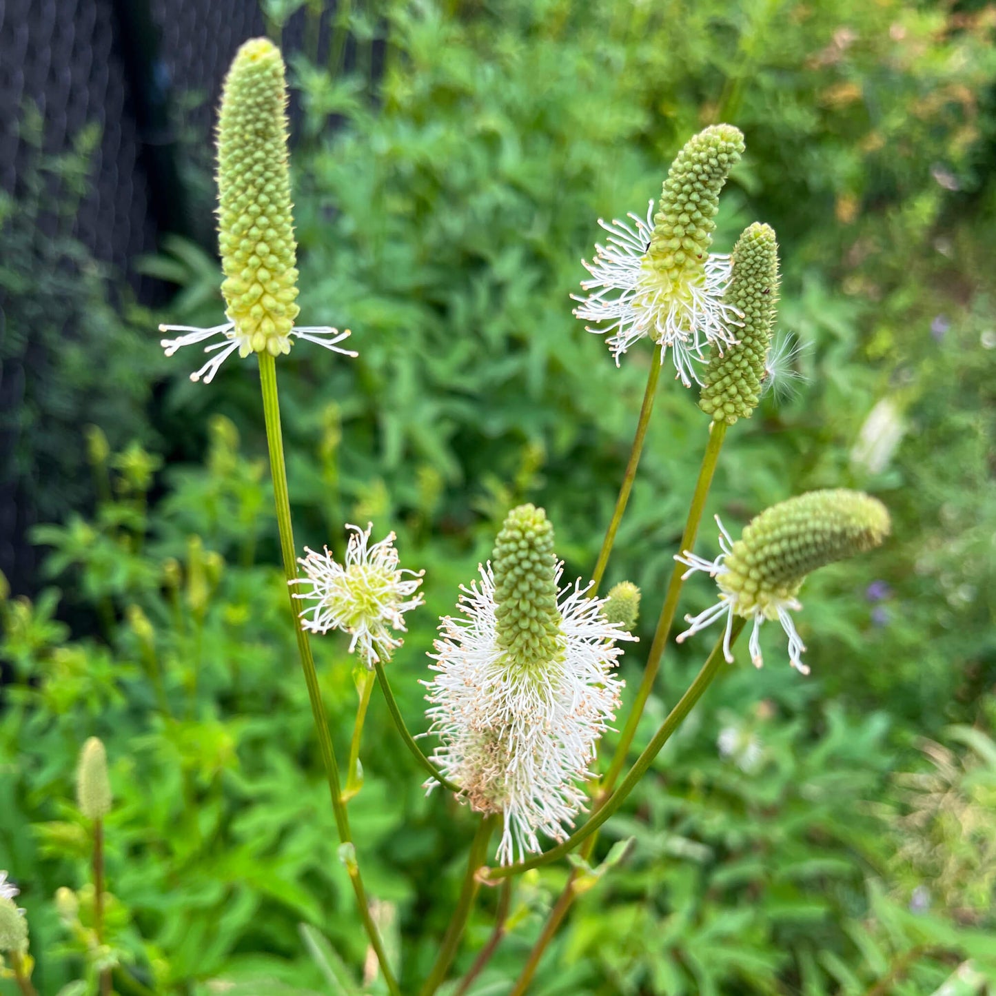 Semences Akene - Sanguisorbe du Canada Akène, culture forestière