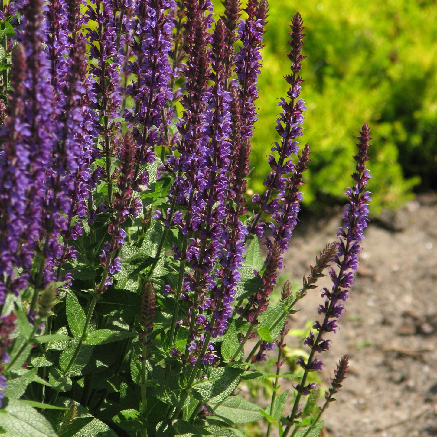 Semences - Sauge des bois Akène, culture forestière
