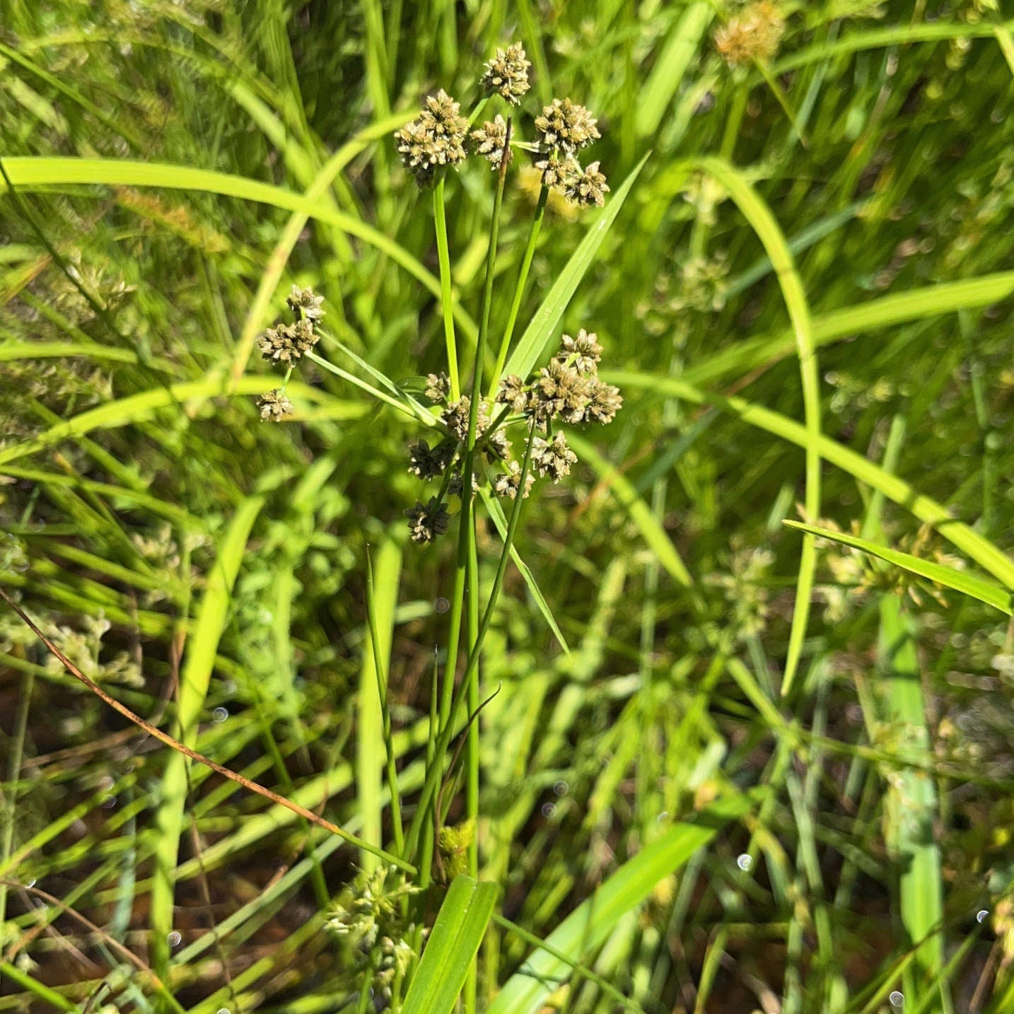 Semences - Scirpe noirâtre Akène, culture forestière