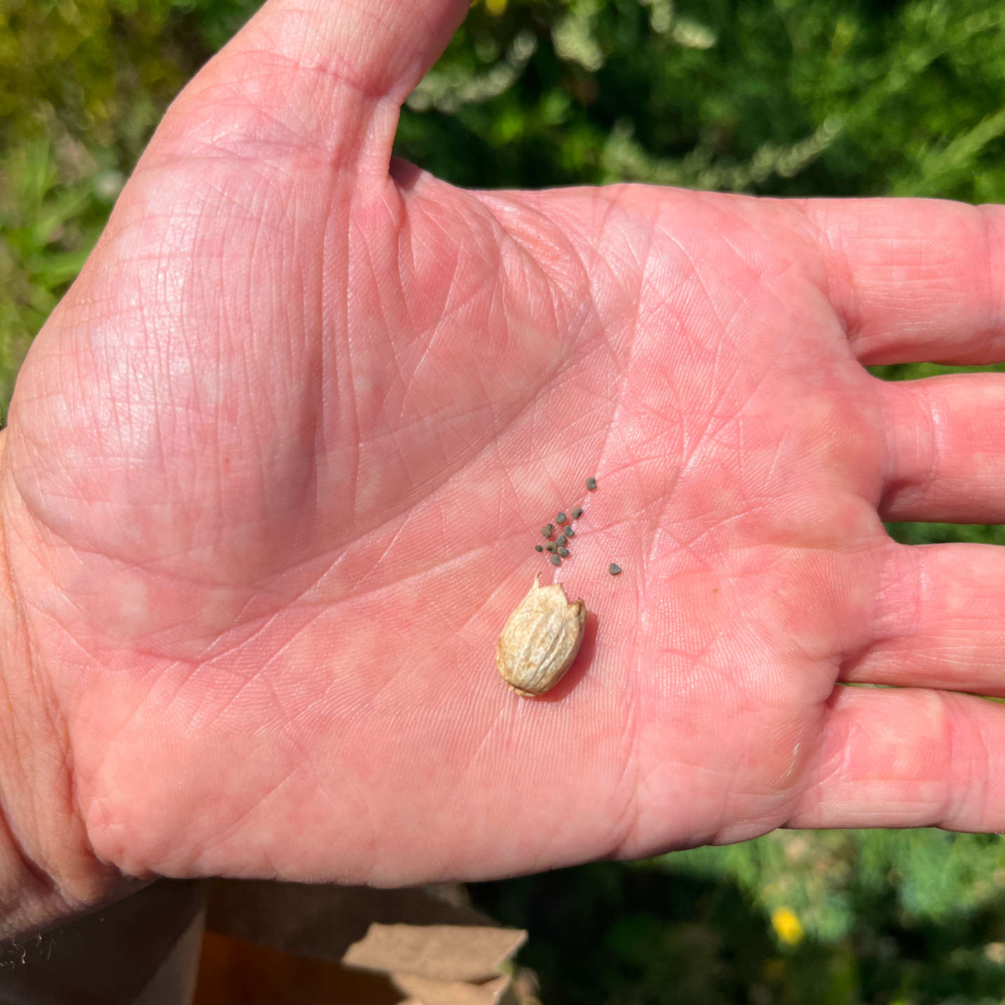 Semences - Silène enflé Akène, culture forestière