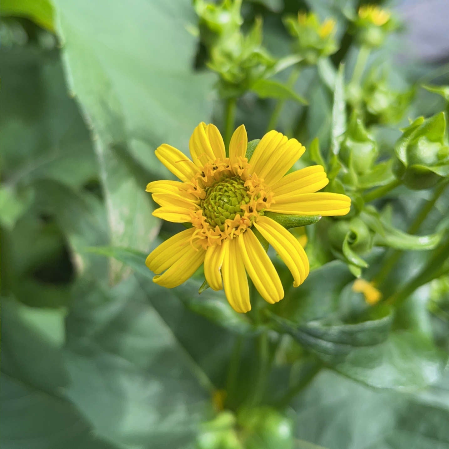Semences - Silphe perfolié Akène, culture forestière