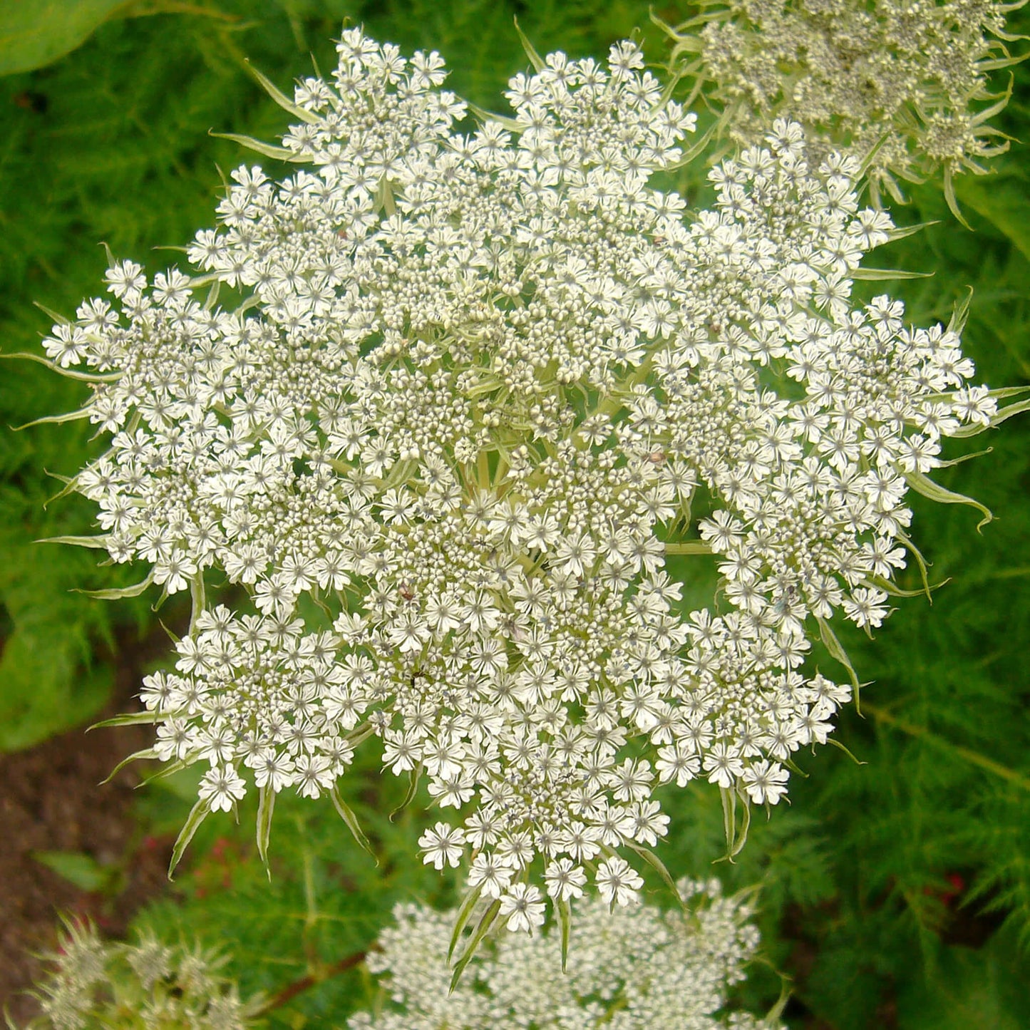 Semences - Berle douce Akène, culture forestière