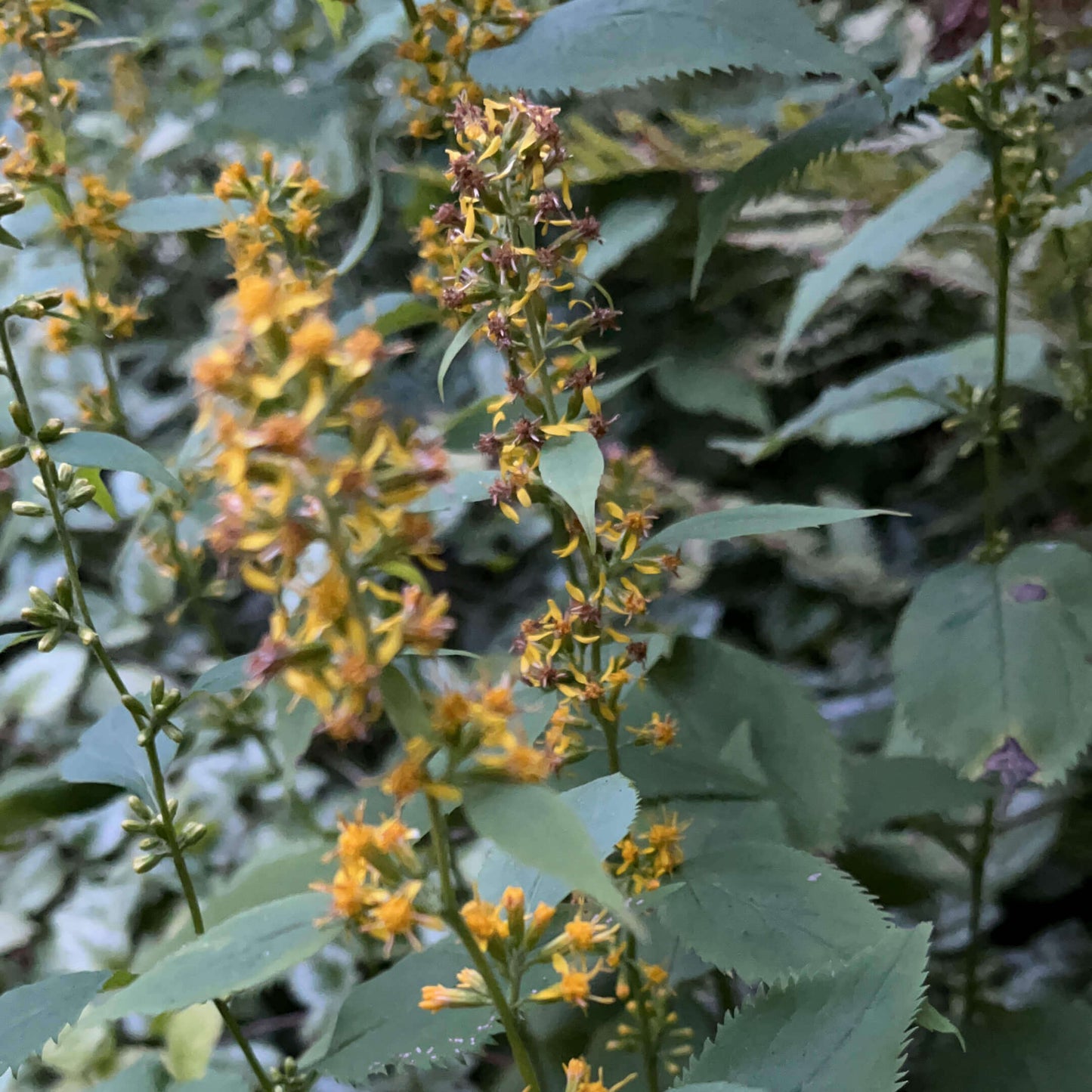 Semences - Verge d'or à tige zigzagante Akène, culture forestière