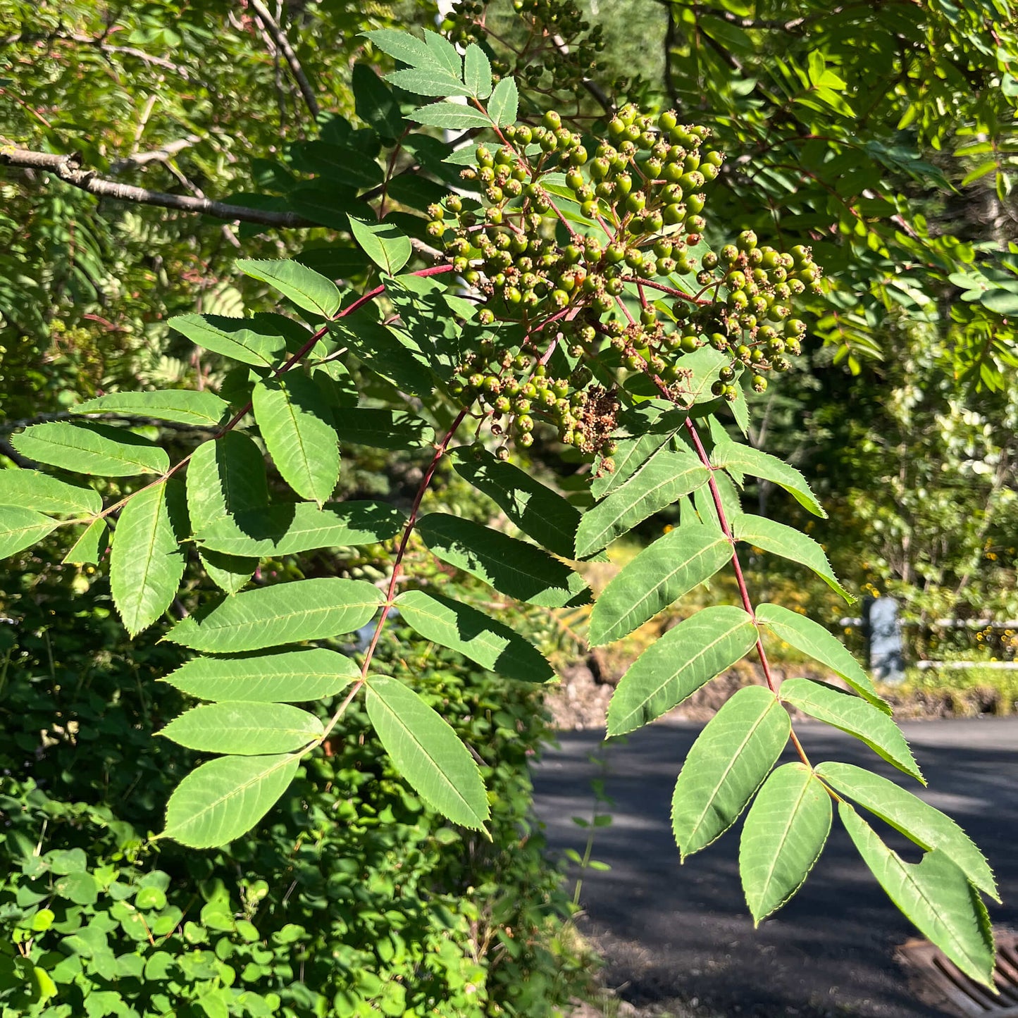 Semences - Sorbier d'Amérique Akène, culture forestière