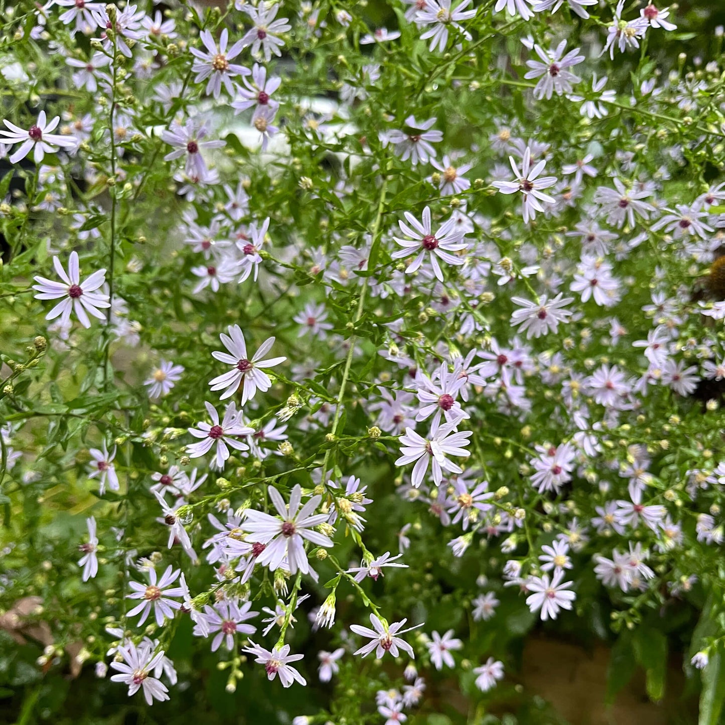 Semences Akene - Aster à feuilles cordées Akène, culture forestière