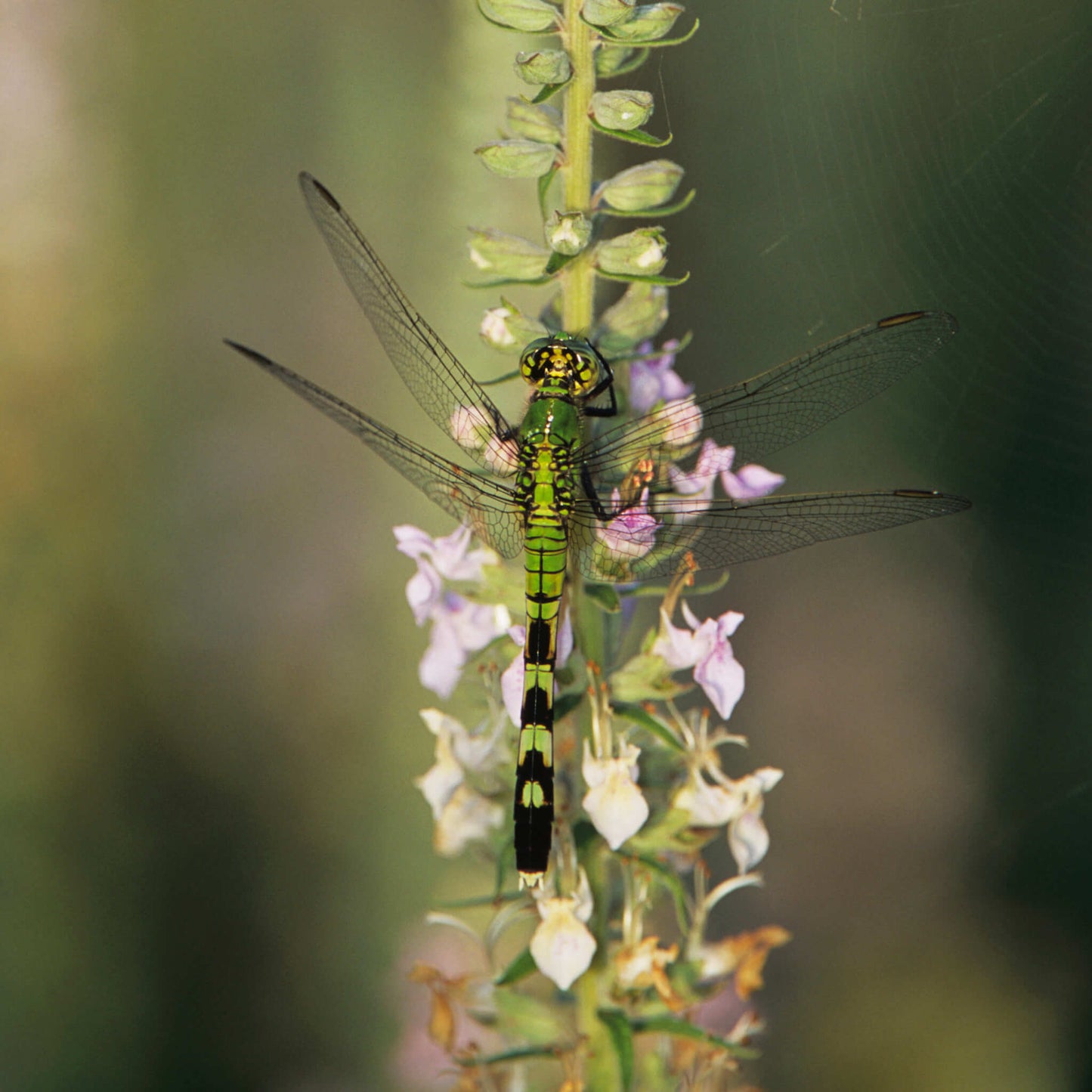 Semences - Germandrée du Canada Akène, culture forestière