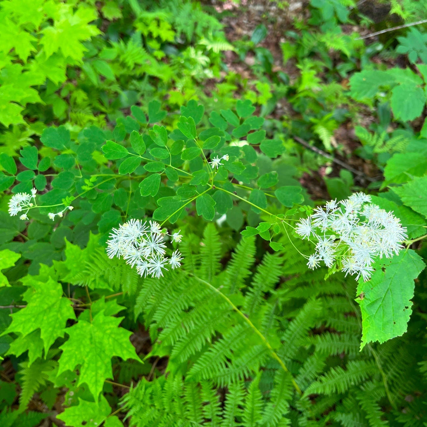 Semences Akene - Pigamon pubescent Akène, culture forestière