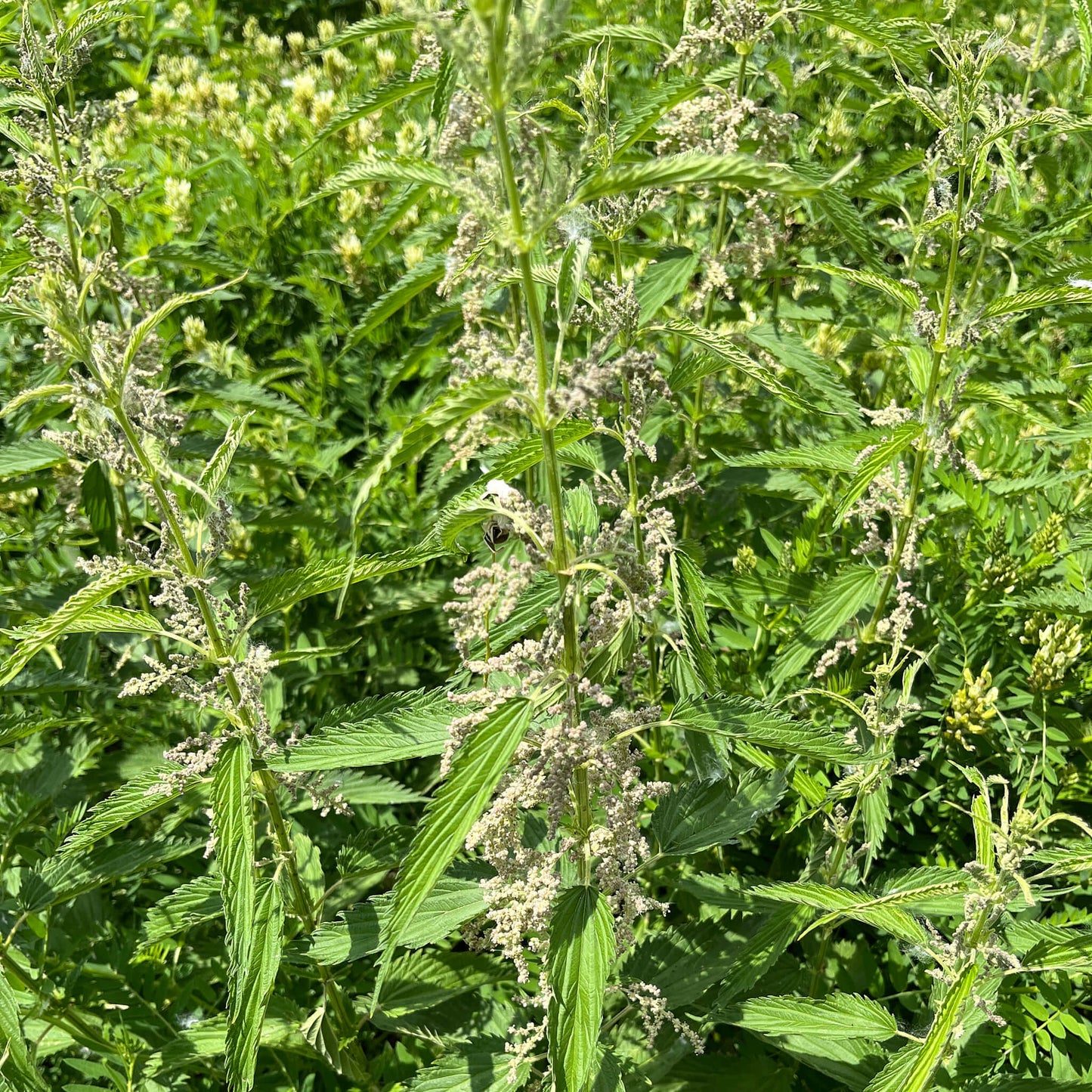 Semences - Ortie Akène, culture forestière