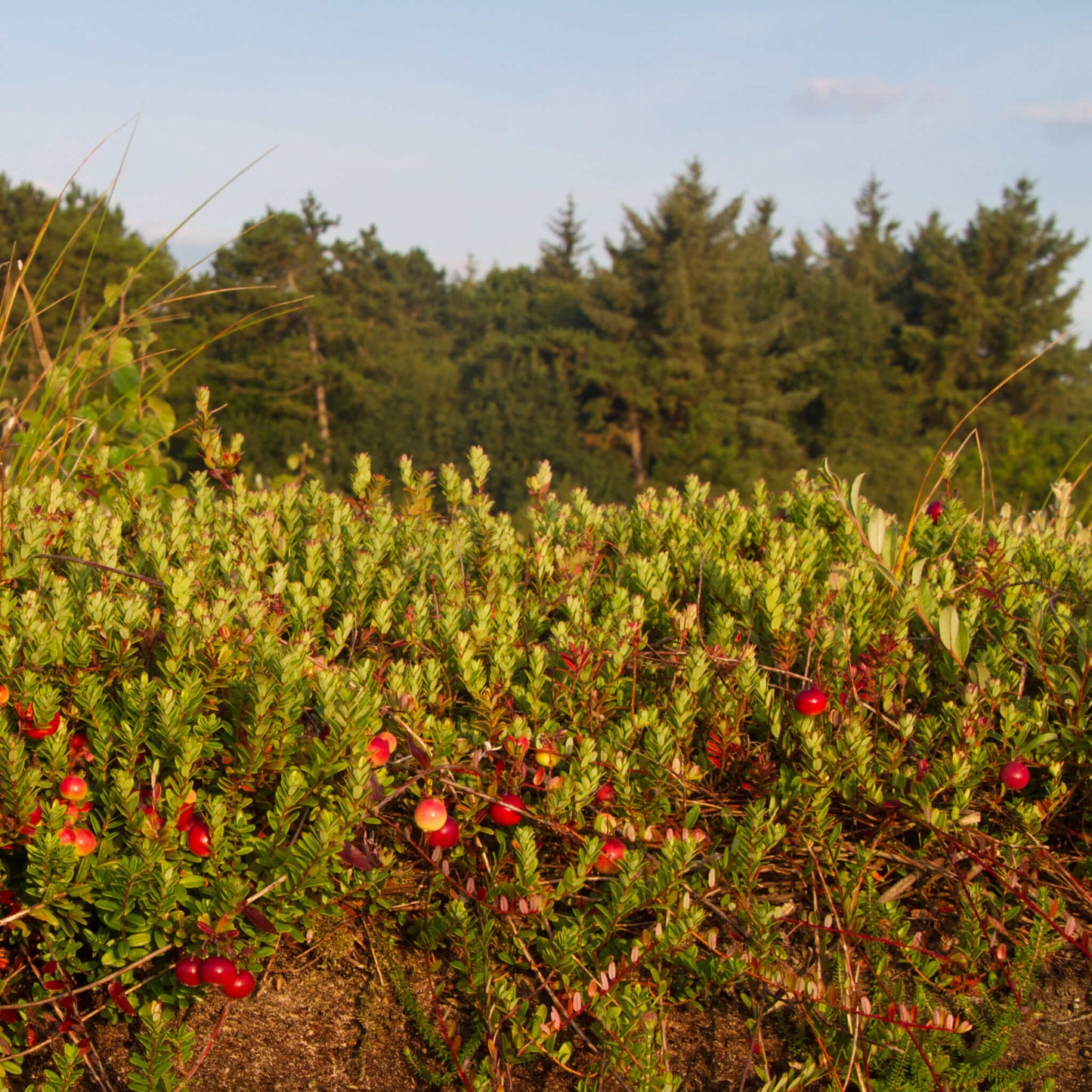 Semences stratifiées - Canneberge à gros fruits Akène, culture forestière