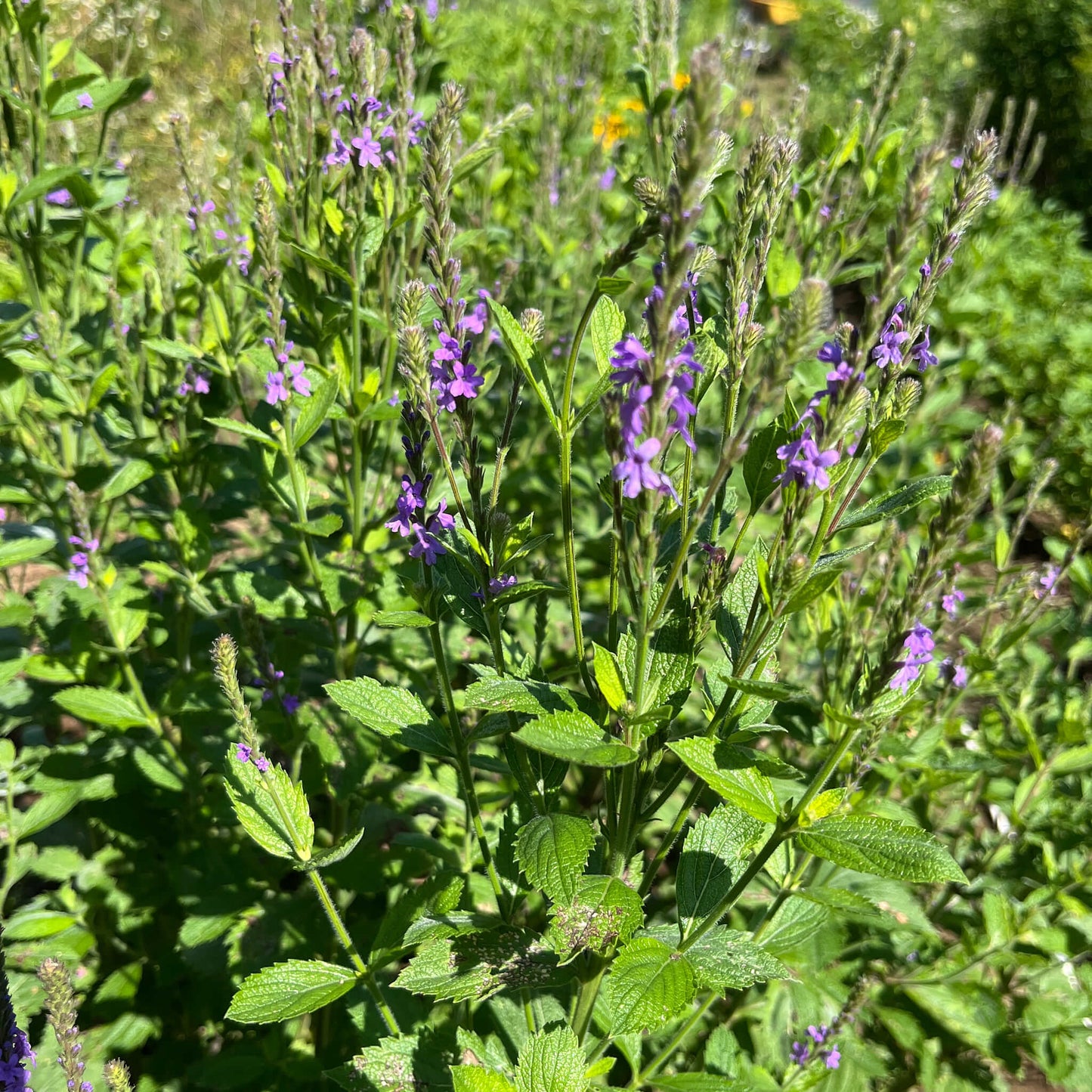 Semences - Verveine veloutée Akène, culture forestière
