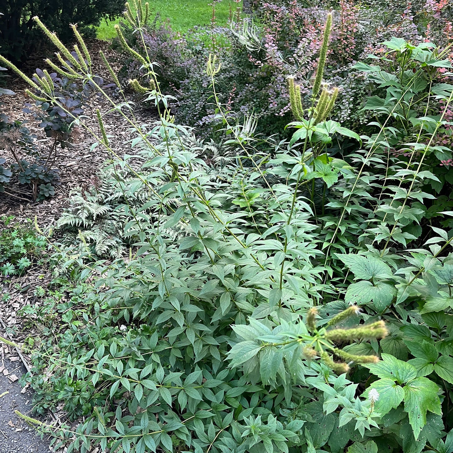 Semences - Véronique de Virginie Akène, culture forestière