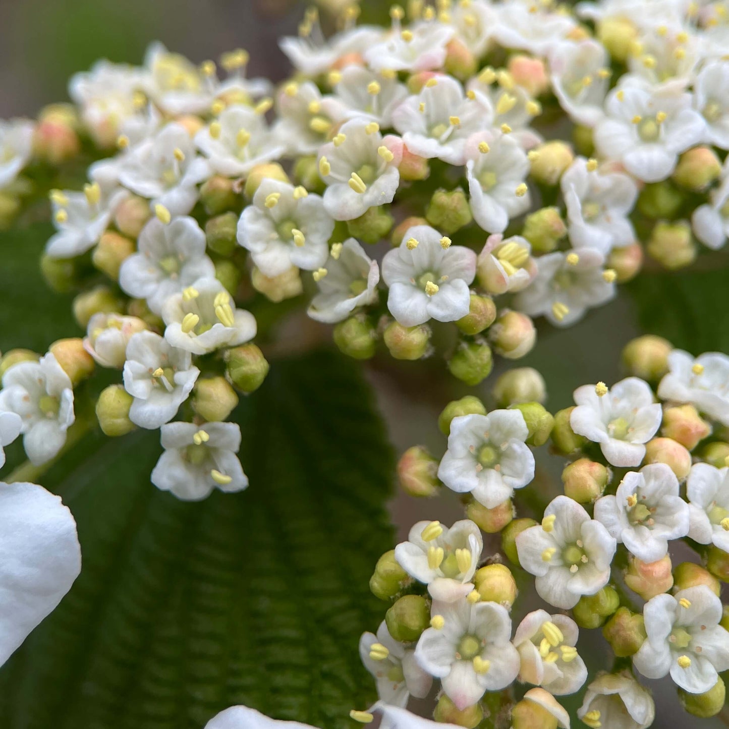 Semences stratifiées Akene - Viorne bois d'orignal Akène, culture forestière