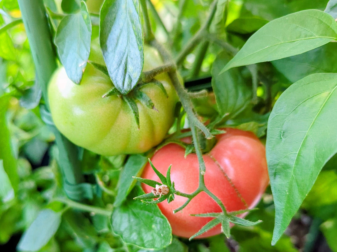Potager en canicule : 5 astuces d’arrosage