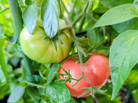 Potager en canicule : 5 astuces d’arrosage