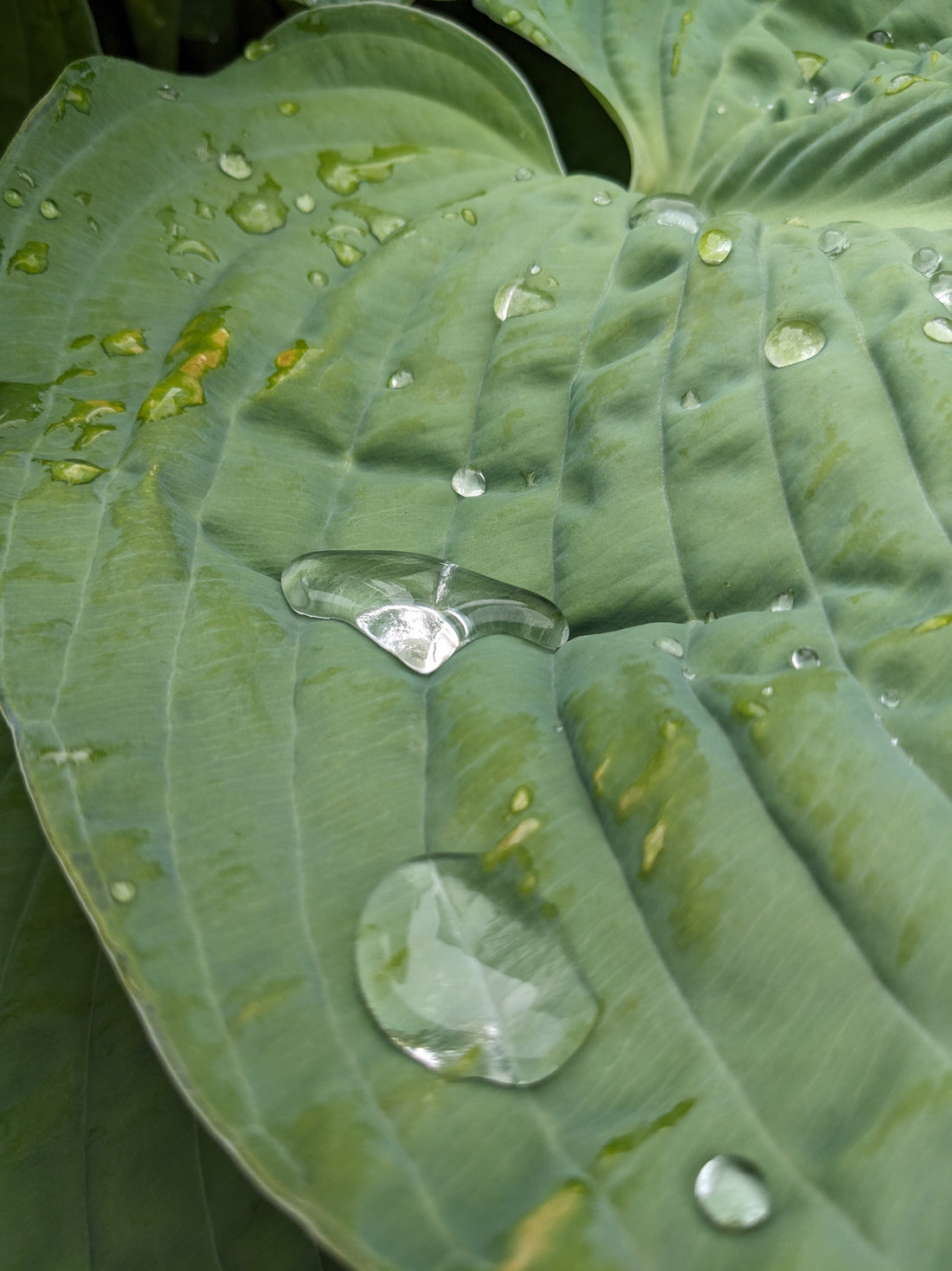 La Pluie : Essentielle pour Votre Jardin et Vos Plantes
