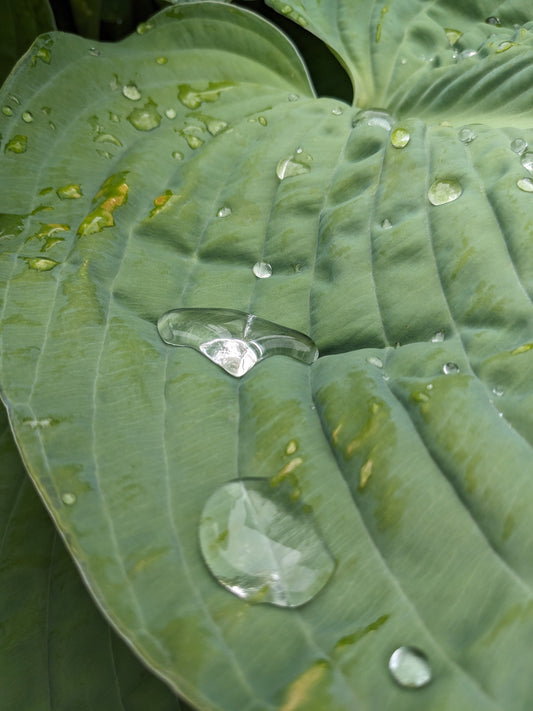 La Pluie : Essentielle pour Votre Jardin et Vos Plantes