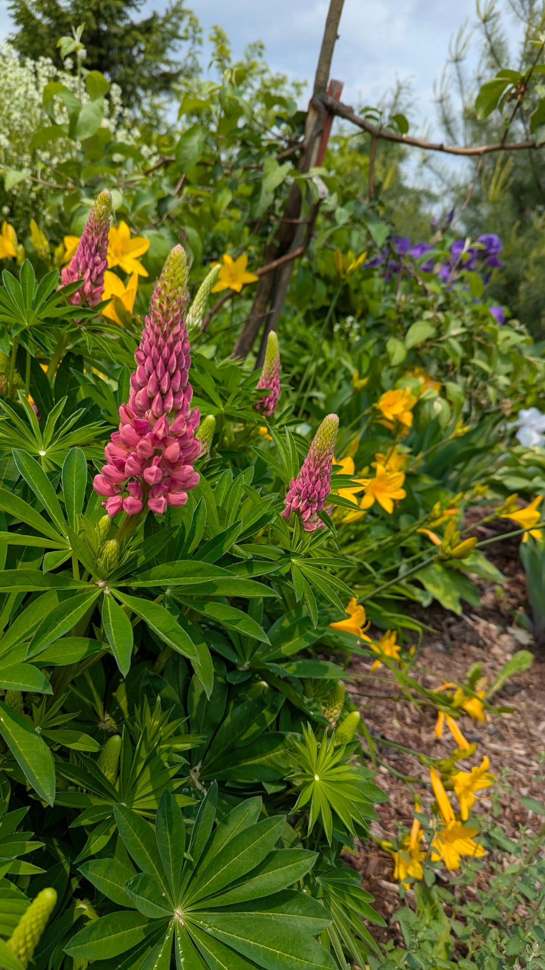 Paillis de jardin : guide pour un jardin sain et facile