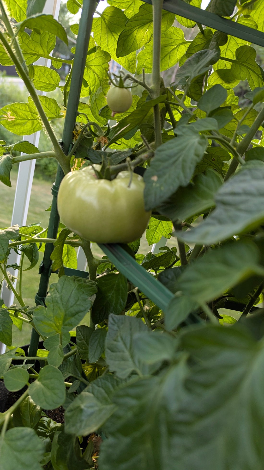 plant de tomates roses 