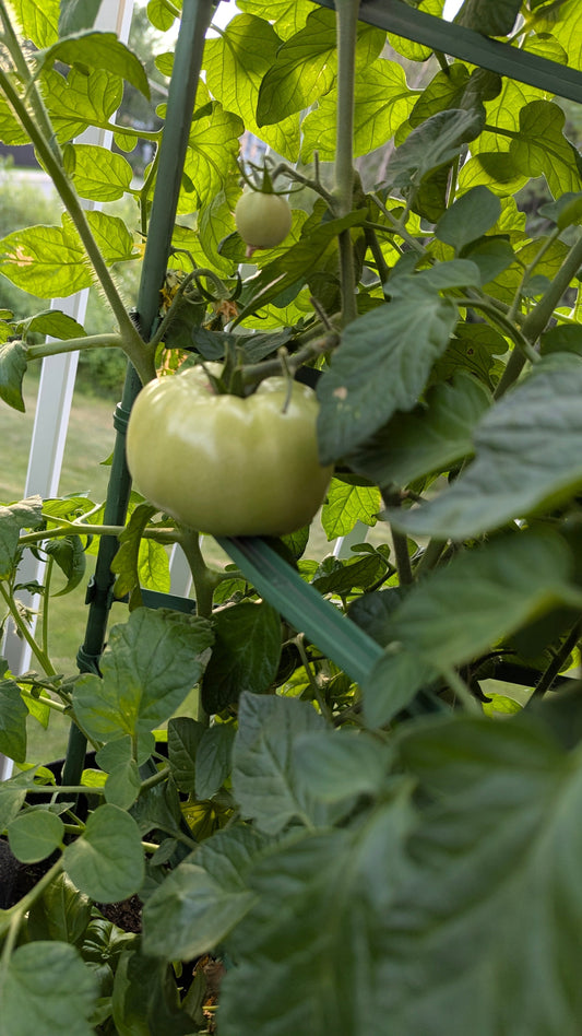 plant de tomates roses 