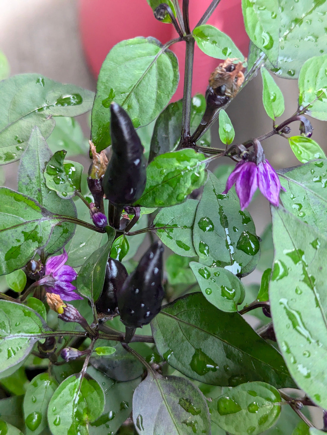 Cultiver des piments forts en pot sur son balcon : le guide VertUnJardin