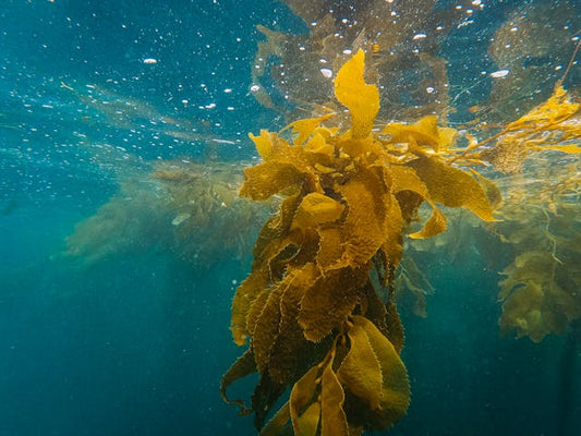 L'engrais d'algues marines liquide : le secret pour des plantes en pleine santé