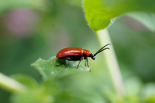 Le Criocere du lys ou du nom latin Lilioceris lilii