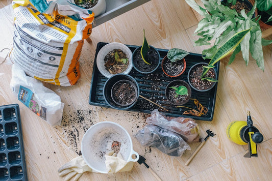 Guide : Jardins aromatiques d’intérieur