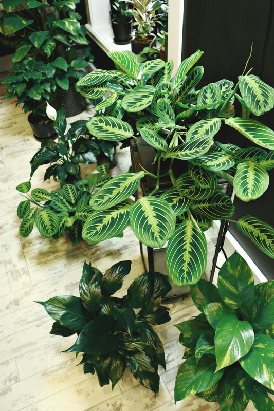 Éclairage pour plantes d’intérieur : guide complet pour choisir la lumière idéale