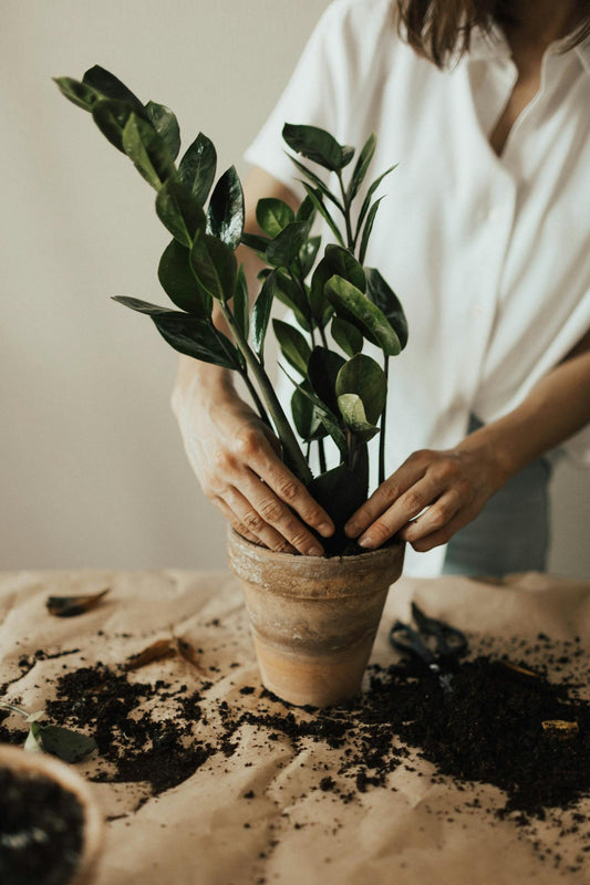 Comment mettre vos plantes en isolement préventifguide écoresponsable pour prévenir les infestations
