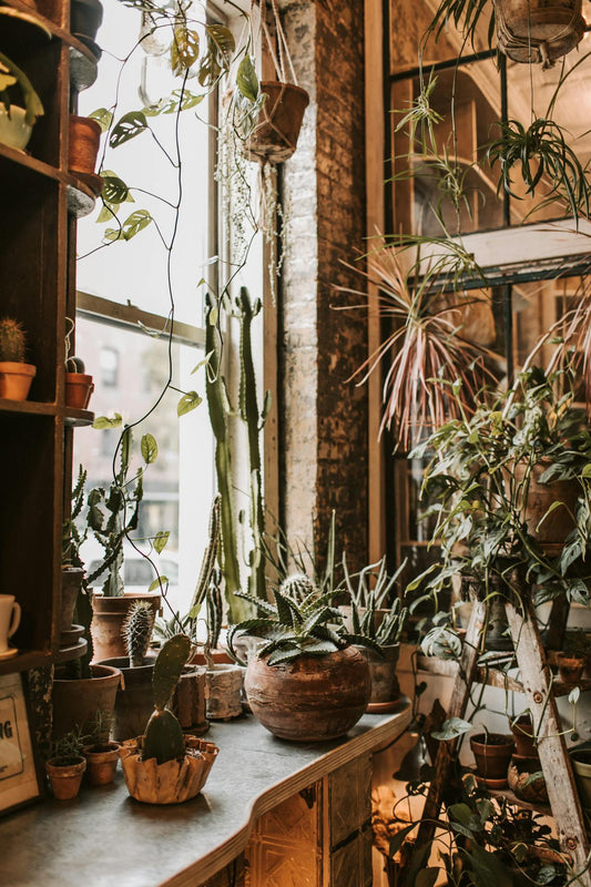 Guide complet : Plantes dépolluantes pour un intérieur sain
