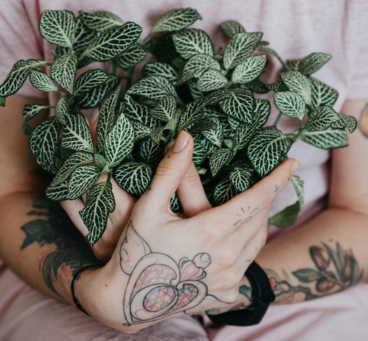 Entretien des Plantes d'Intérieur - Guide Complet pour un Jardin Intérieur Épanoui