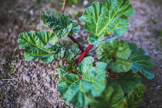 Ma confiture fraises, rhubarbe et érable