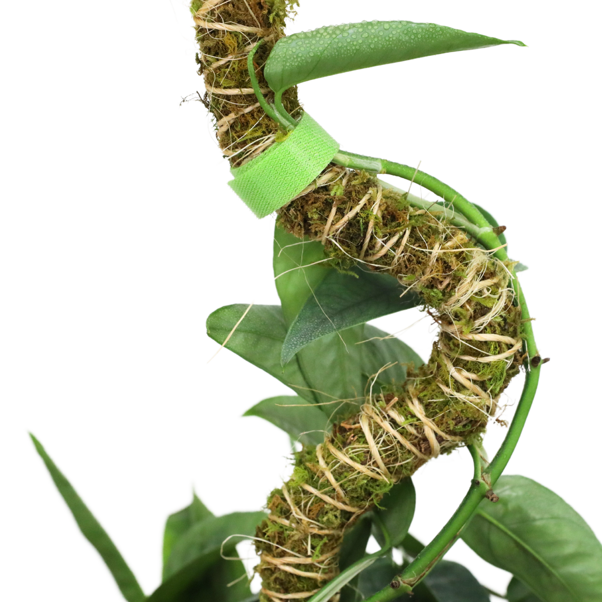 The Bendable Moss Pole™ 𝘛𝘏𝘐𝘕 Mossify