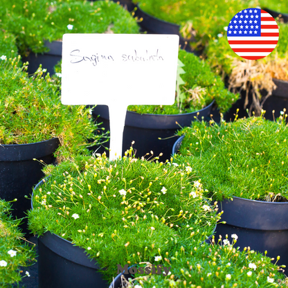Premium Irish Moss Seeds - Sagina Subulata Seeds Mossify