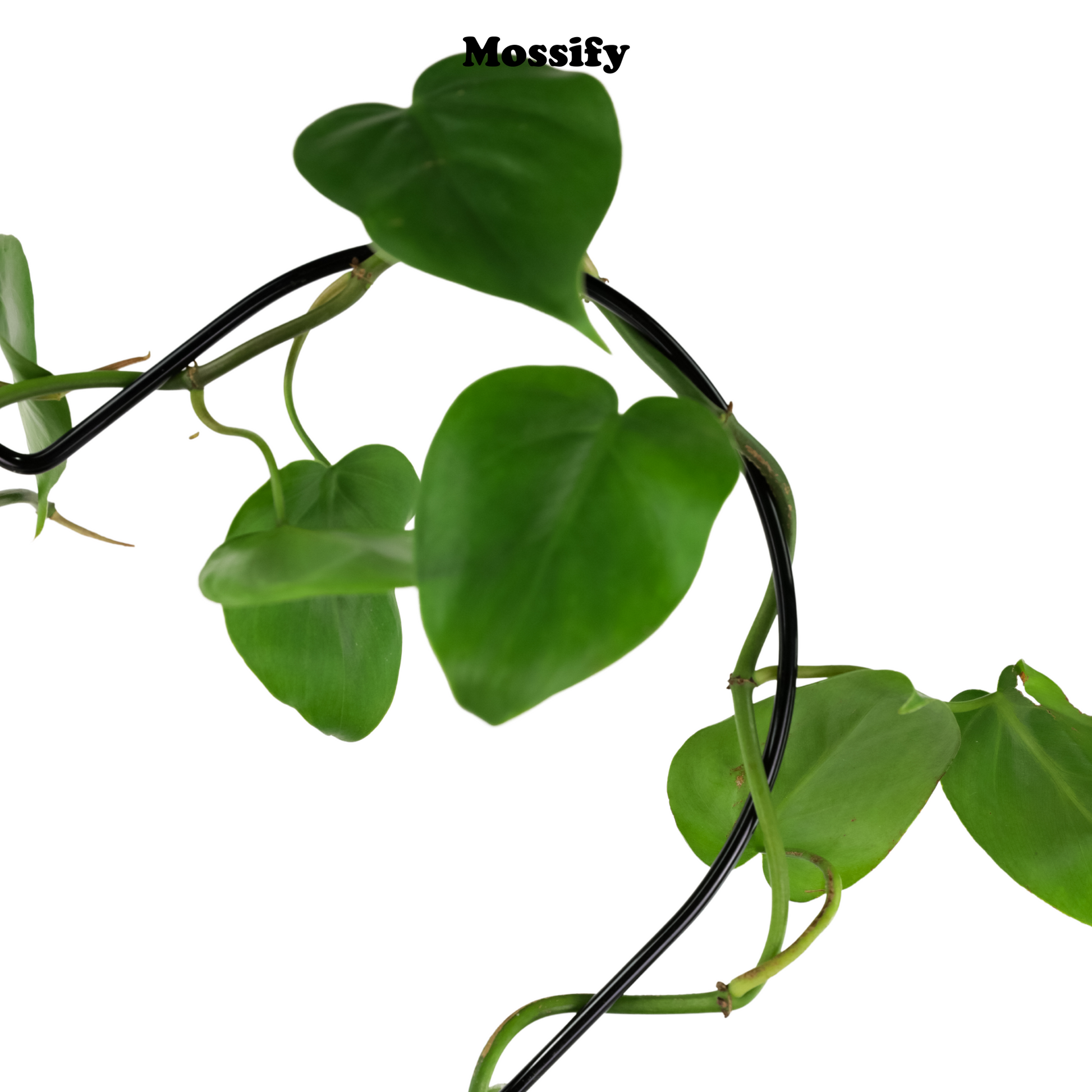 Heart "Give Love" Metal Trellis Mossify