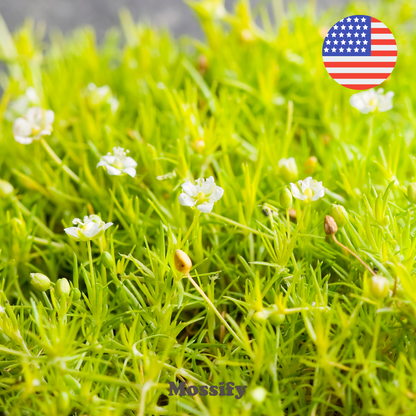 Premium Irish Moss Seeds - Sagina Subulata Seeds Mossify