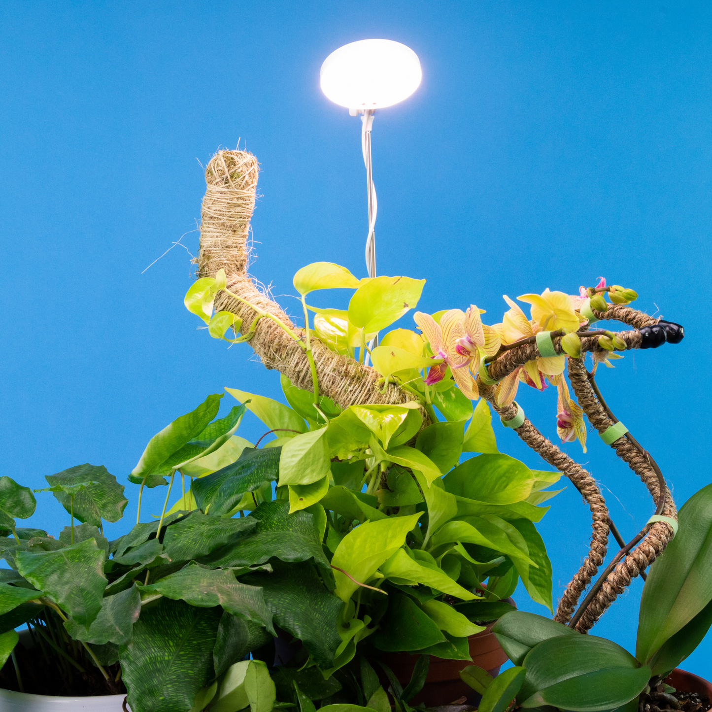 Lampe LED Ajustable pour Plantes – Mossify Mossify