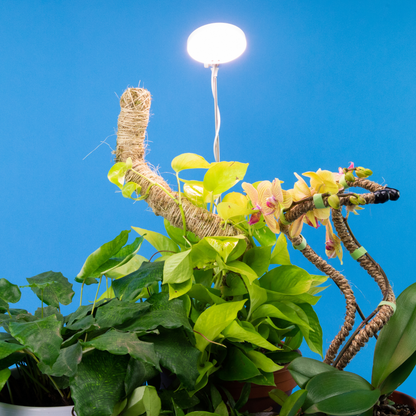 Lampe LED Ajustable pour Plantes – Mossify Mossify