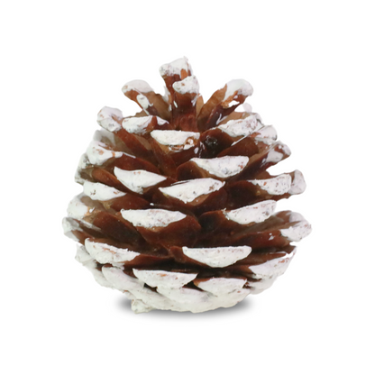 Pinecones - Natural & Frosted Mossify