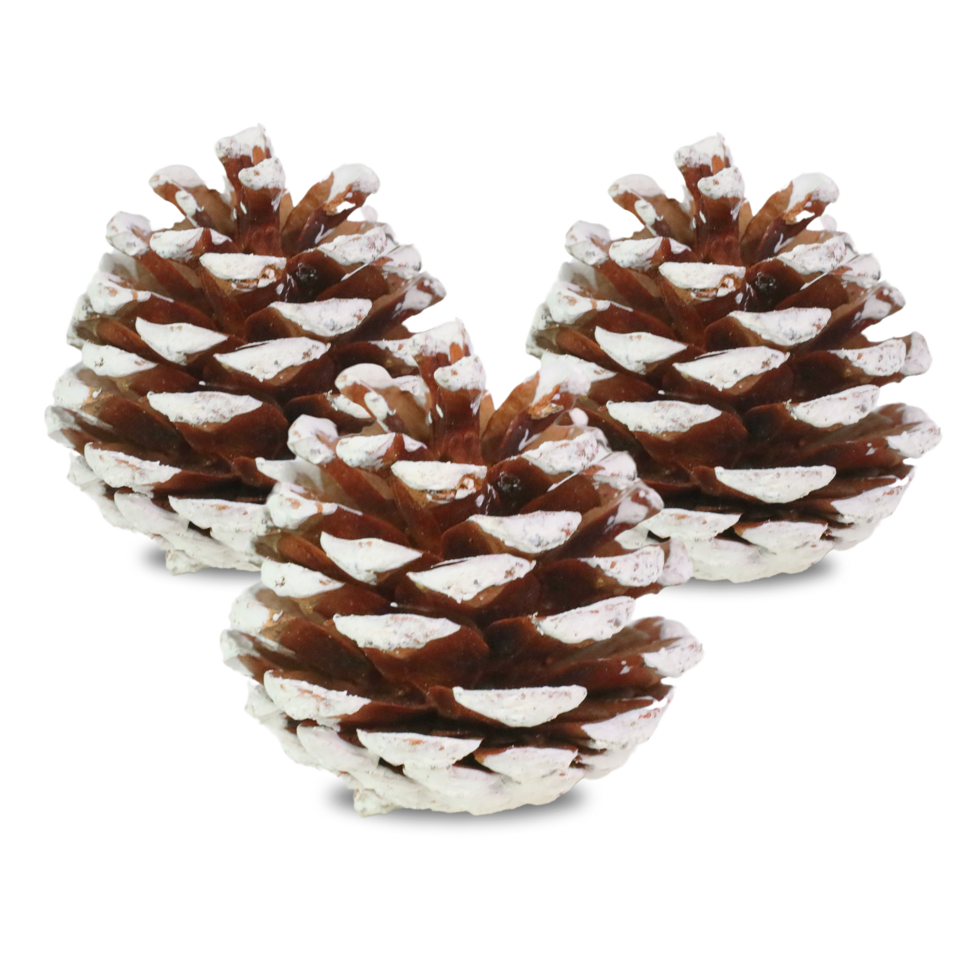 Pinecones - Natural & Frosted Mossify