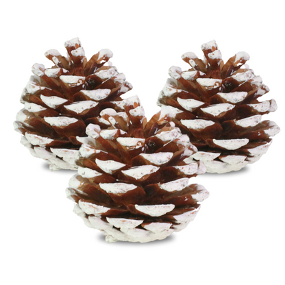 Pinecones - Natural & Frosted Mossify